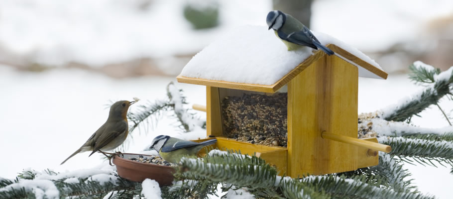 Czy wiesz jakie ptaki odwiedzają Twój karmnik?